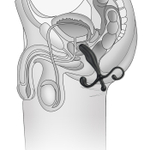 Массажер простаты - 12.7 см. (Цвет: черный)