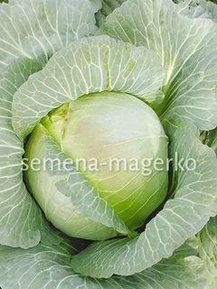 Капуста белокачанная Харьковская Зимняя 50 (грамм)