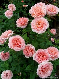 Френсис Блейз (Francis Blaise)