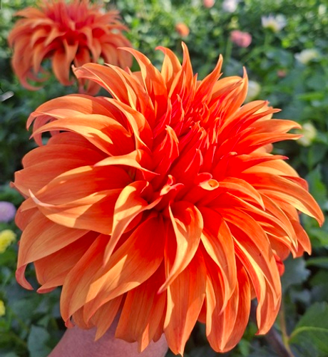 Георгин Блюмквист Джин (Bloomquist Jian)