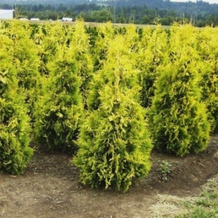 Туя западная Еллоу Риббон С80 180-200