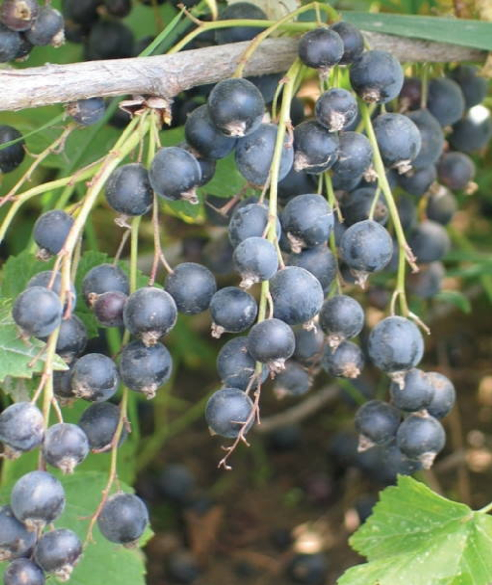 Смородина чёрная”Якутская” (Альго), эксклюзив (гибрид Охта/ч.смор).