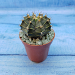 Gymnocalycium Friedrichii (Гимнокалициум)