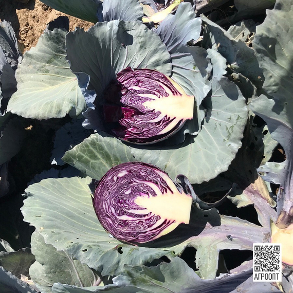Ресима F1 семена капусты краснокочанной (Rijk Zwaan / Райк Цваан) в разрезе – фото 6