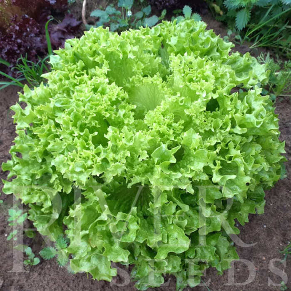 Салат Риччини 10шт ВитаГрин ЭКСТРА