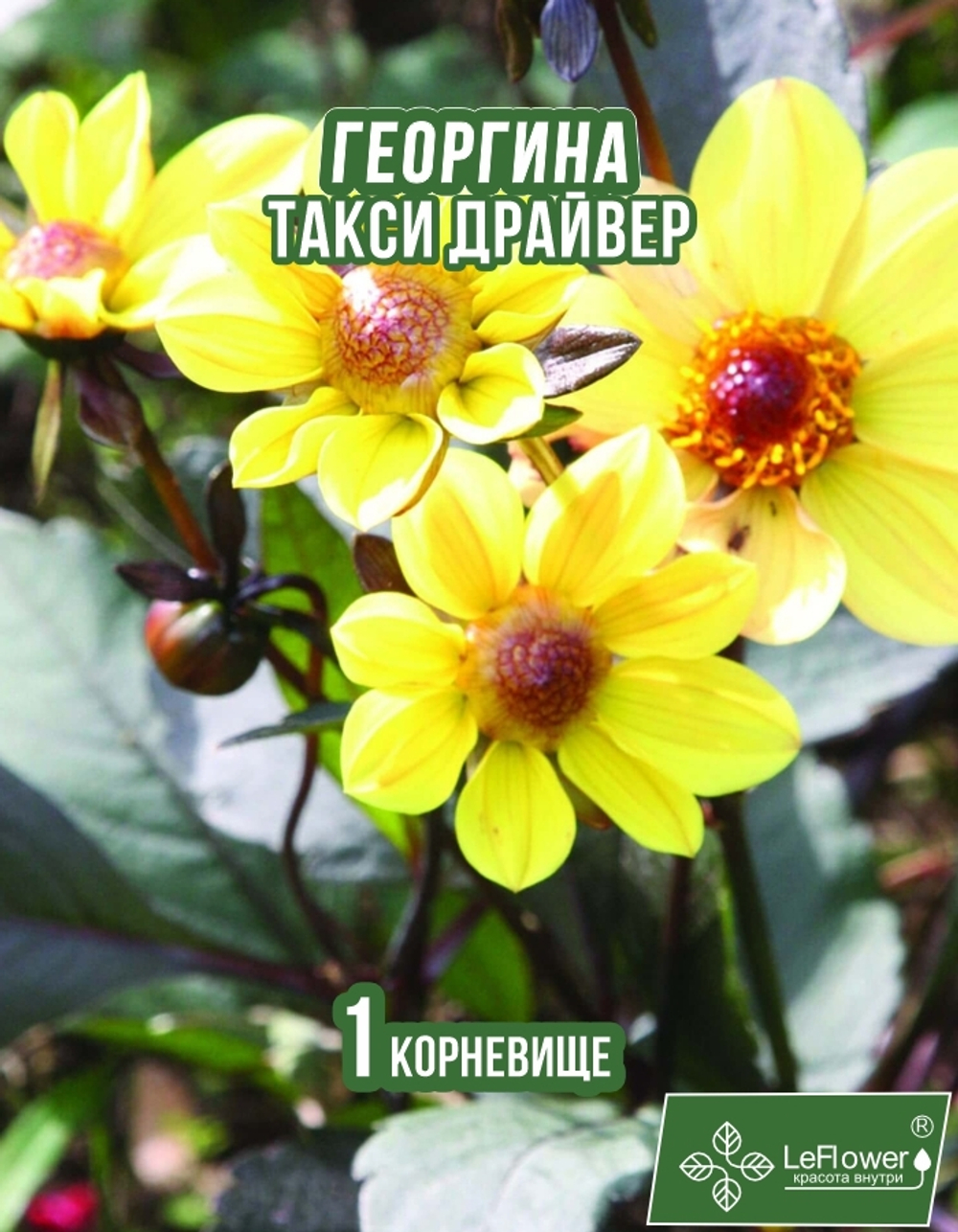 Георгина Корневище, Такси Драйвер, 1 шт