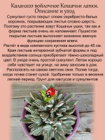 Каланхоэ войлочное Кошачьи ушки суккулент