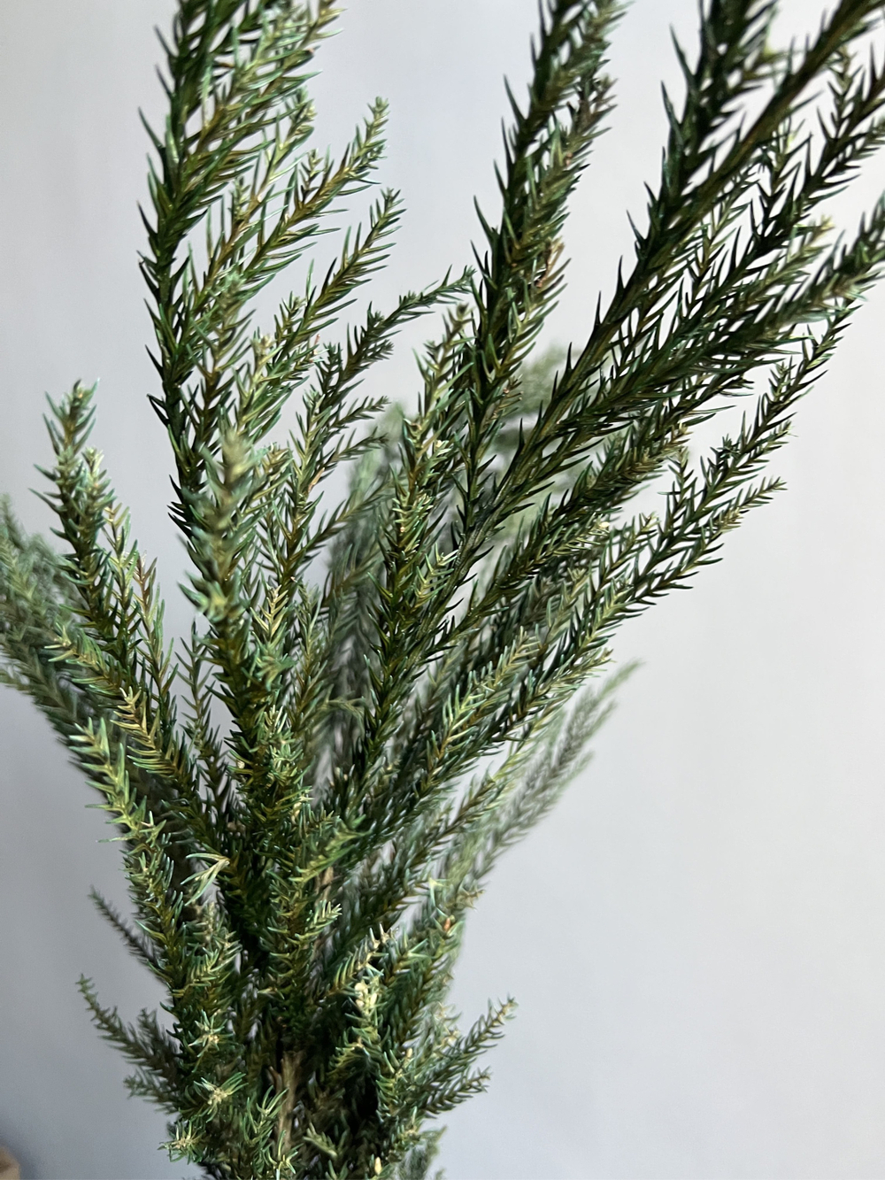 Криптомерия японская стабилизированная зеленая