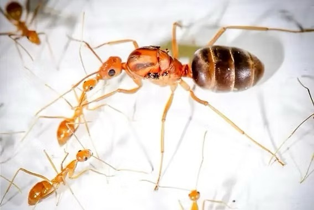 Муравьи Anoplolepsis gracilepis (ЖЁЛТЫЙ СУМАСШЕДШИЙ МУРАВЕЙ)