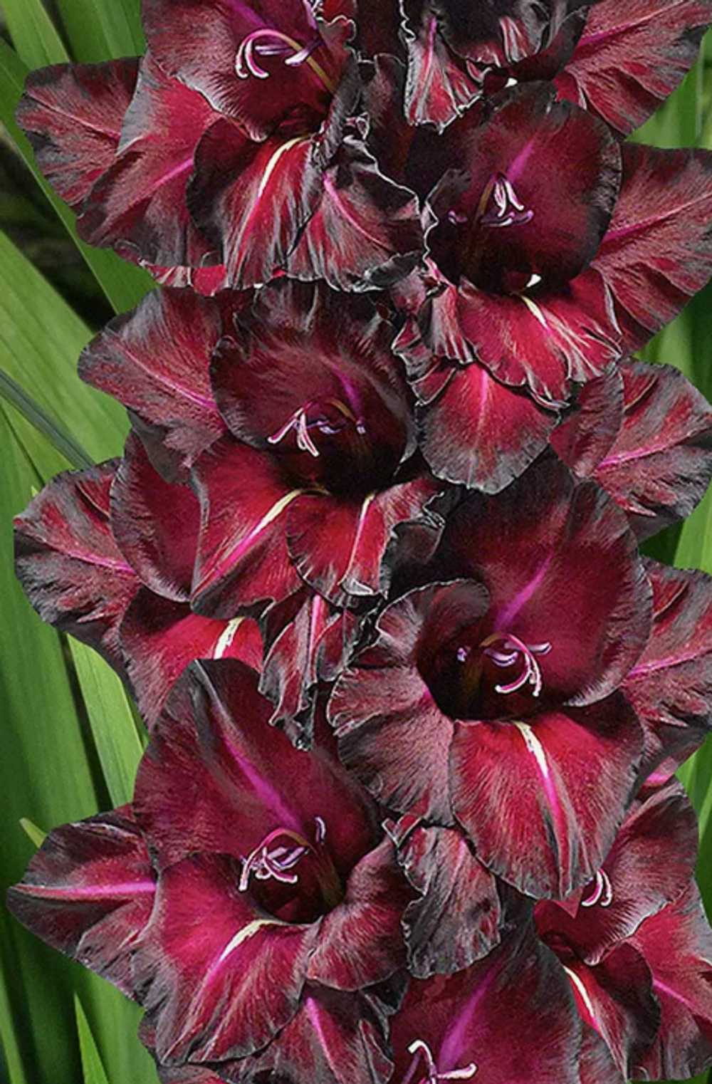 Гладиолус крупноцветковый Блек Сиа луковица март 2026