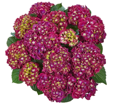 Гортензия крупнолистная (Macrophylla) Speedy Red Purple Imp. 9 шт.