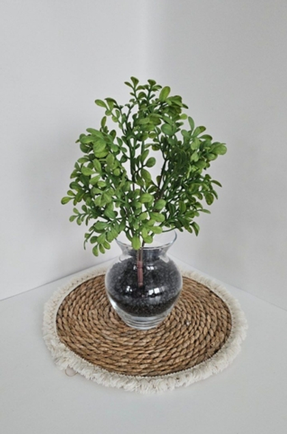 Куст самшит мелколистный / Арт 6363