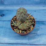 Tephrocactus Geometricus (Тефрокактус)