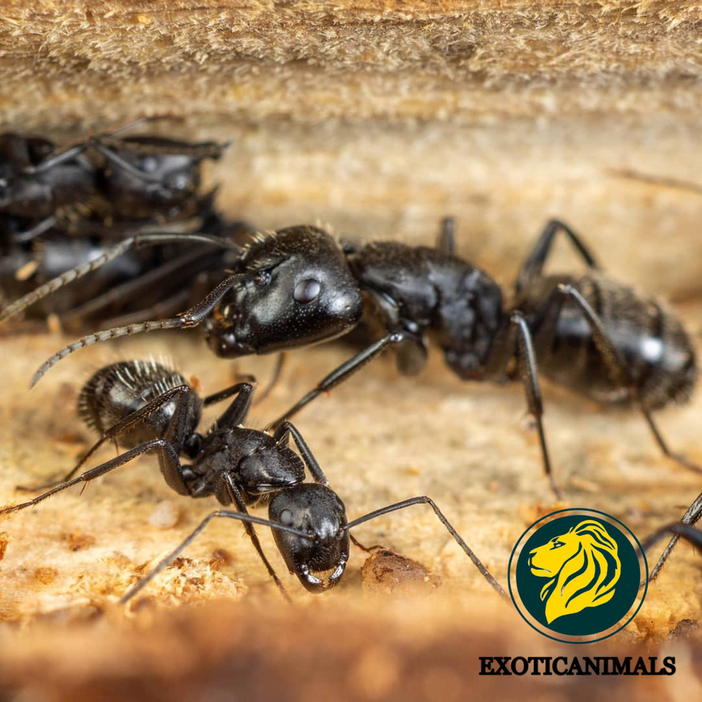 Муравьи Camponotus vagus (Чёрный муравей-древоточец)