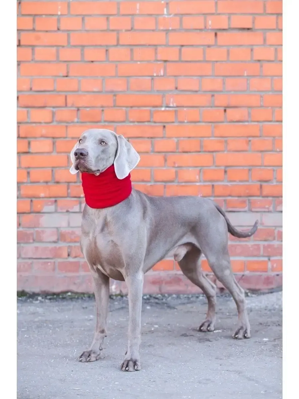 Снуды для собак флисовый шарф шапка для животных