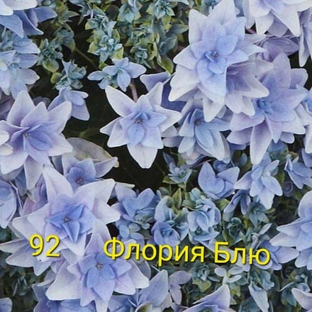 Floria Blue/ Флори Блю (Стандарт поставки Р9)2025г.