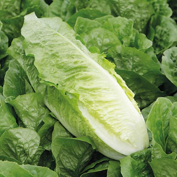 АКТИНА семена салата Syngenta купить