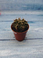 Gymnocalycium Friedrichii (Гимнокалициум)