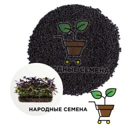 Базилик фиолетовый семена