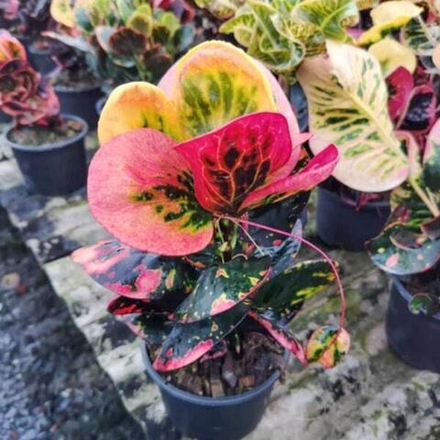 Кротон NOK PHORADOK