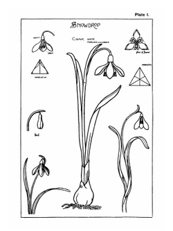 Nature drawing and design. Part 1 | Frank Steeley