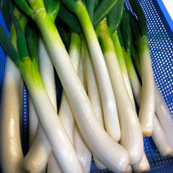 Зеленый Японский Лук Фукая - 深谷ねぎ