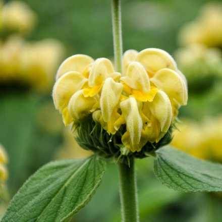 Зопник рассела. Phlomis russeliana.