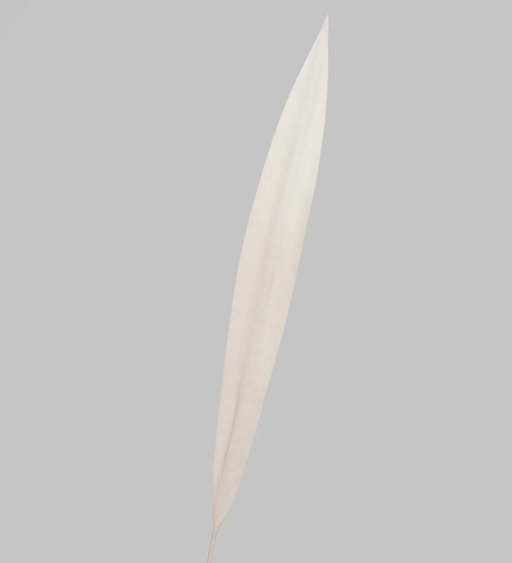 TR 534L Сансевиерия