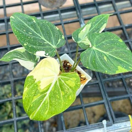 Филодендрон GLORIOSUM TRICOLOR