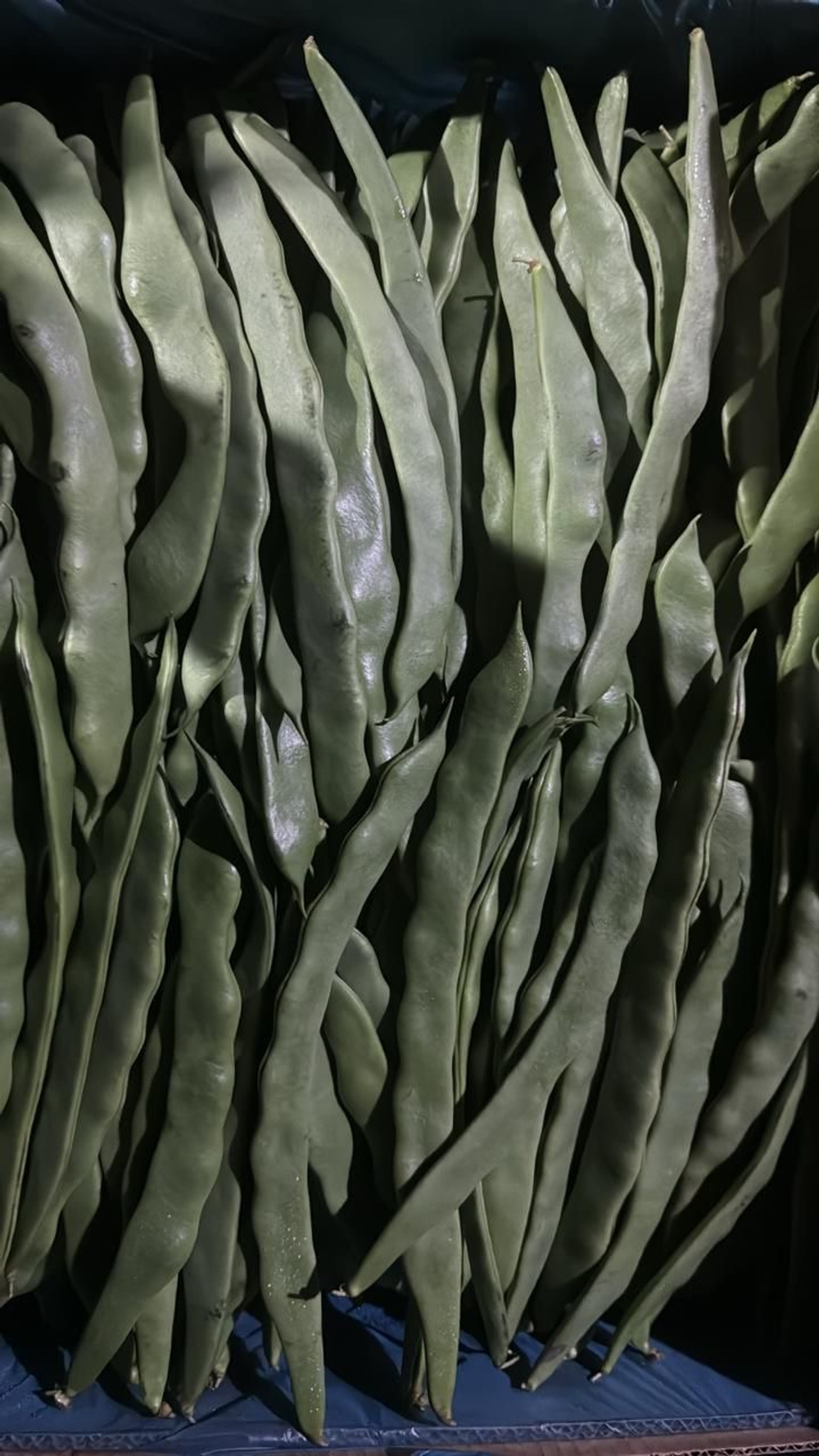 Фасоль спаржевая Сэнси / Sensi 10шт.