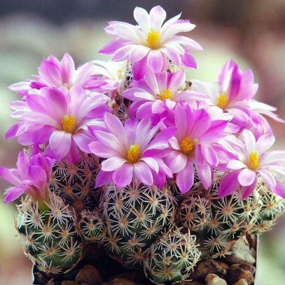 Цветок кактуса (Cactus Blossom)