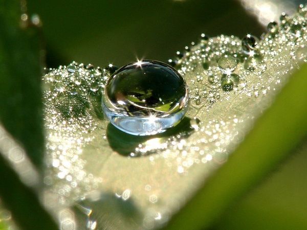 Мифы о садоводстве: в какие "советы" не стоит верить Мифы о садоводстве: в какие "советы" не стоит верить