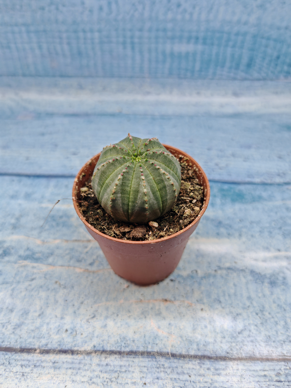 Euphoria Obesa (Эуфорбия)