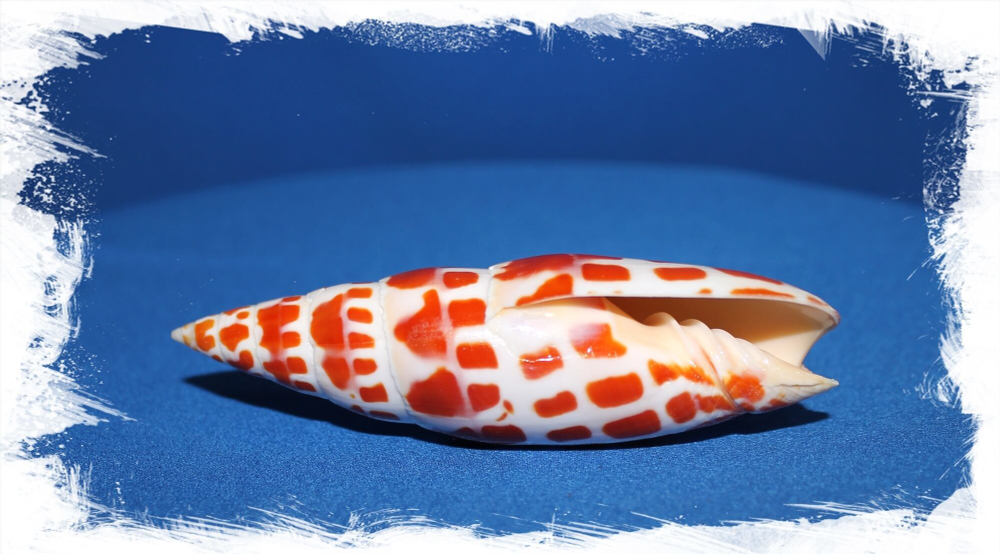 Раковина обыкновенной Митры