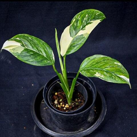 Монстера LECHLERIANA