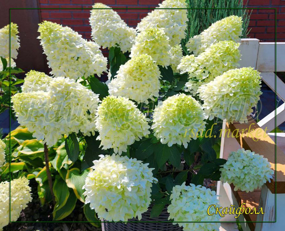Гортензия метельчатая Скайфолл - Небесное Падение (Hydrangea paniculata `Skyfall`)