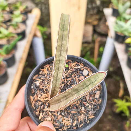 Сансевиерия PINK BAT