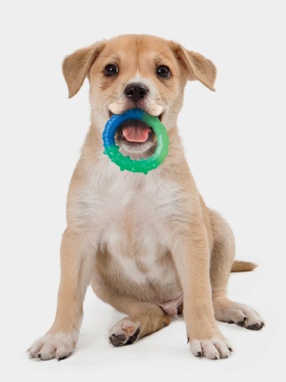 Petstages игрушка для собак "ОРКА кольцо - растем вместе" мультиповерхность, 15 см