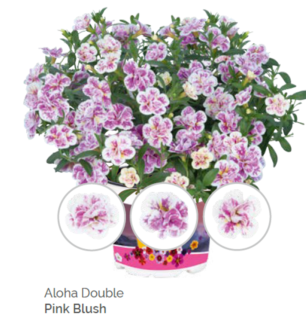 Калибрахоа Aloha double pink blush укорененный черенок ОКС конец ноября