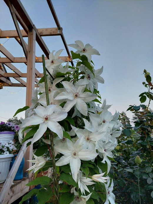 Клематис гибридный Бьютифул Брайд Закупка М33 апрель 2026