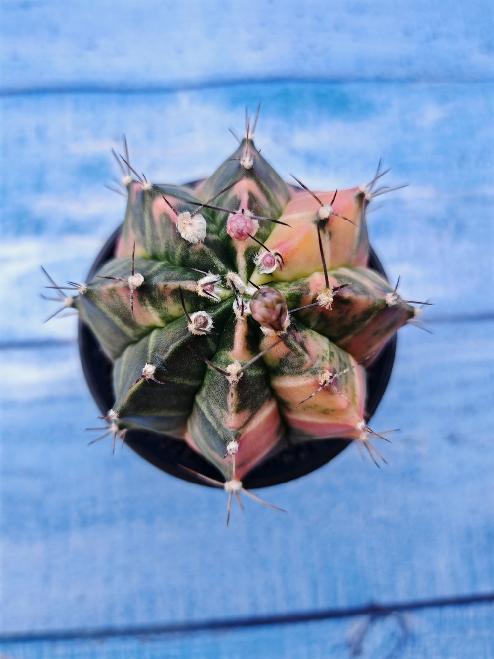 Gymnocalycium Variegata (Гимнокалициум Вариегатный)