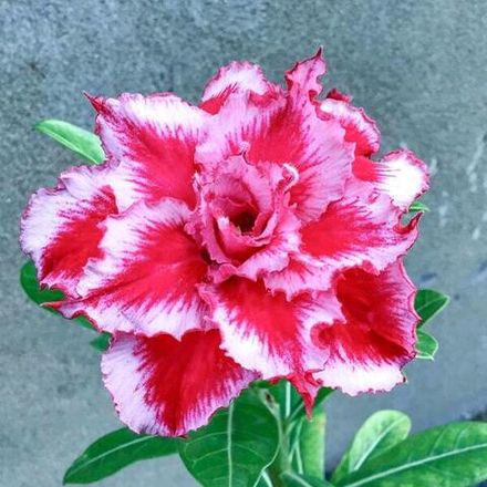 Адениум обесум 146 Rainbow