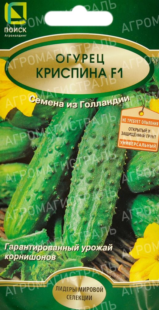 Огурец КрисПина Поиск