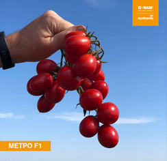 Метро F1 семена томата детерминантного (Nunhems / Нюнемс)