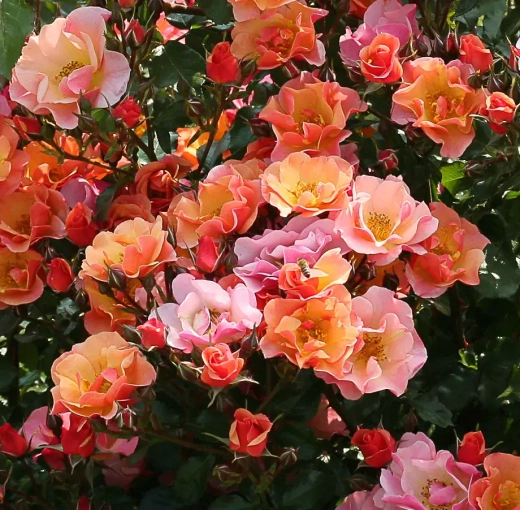 Роза Джаз штамб 90 см Закупка М21 весна 2026