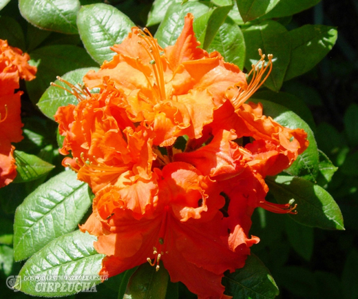 Азалия нэп-хилл Гибралтар Р9 50-60 см Закупка М63 апрель 2026