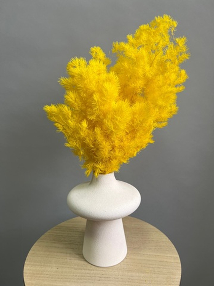 Аспарагус стабилизированный желтый