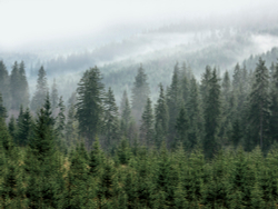 Коллекция Лес