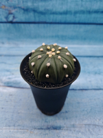 Astrophytum Asterias (Астрофитум)