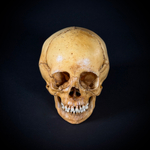 Череп человека ребёнок (анатомическая модель)